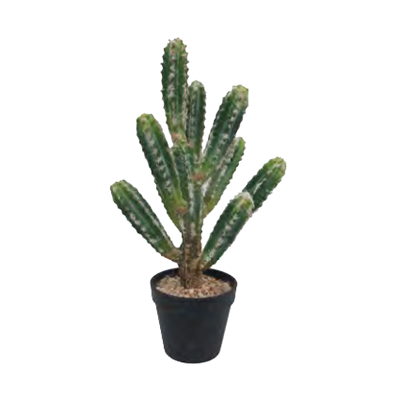 Cactus Plant by Europlanters