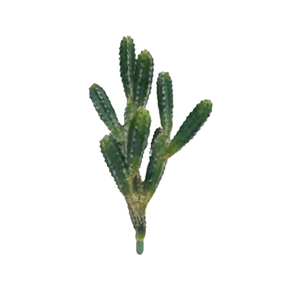 Cactus Single Stem by Europlanters