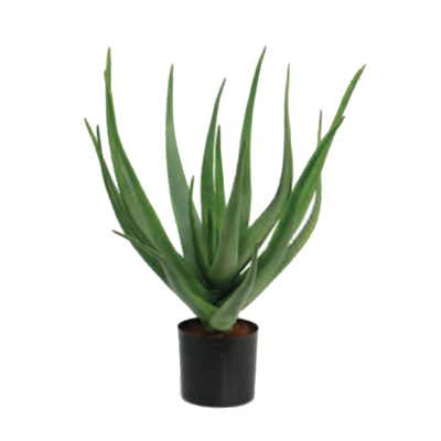 Aloe Plant by Europlanters
