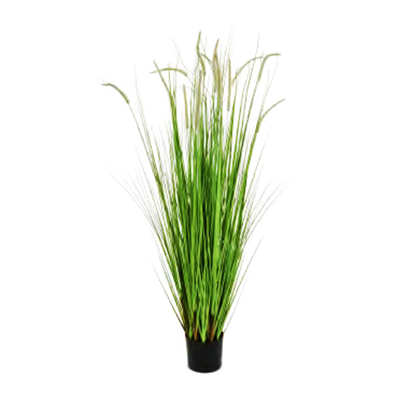 Dogtail Grass Tall by Europlanters