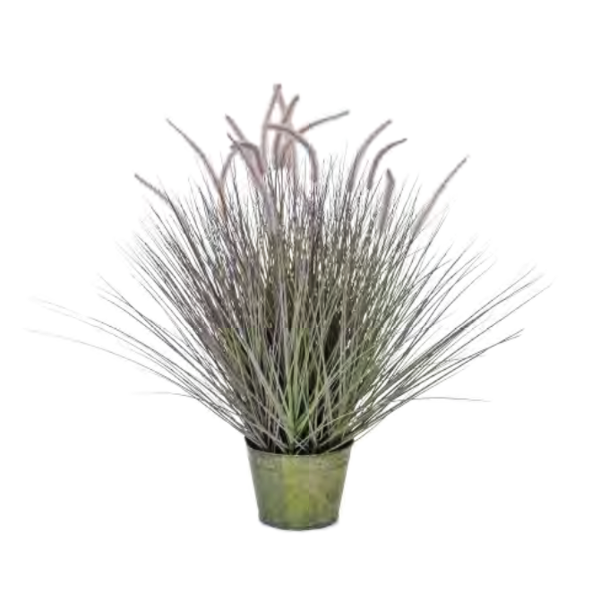 Dogtail Grass Bushy by Europlanters