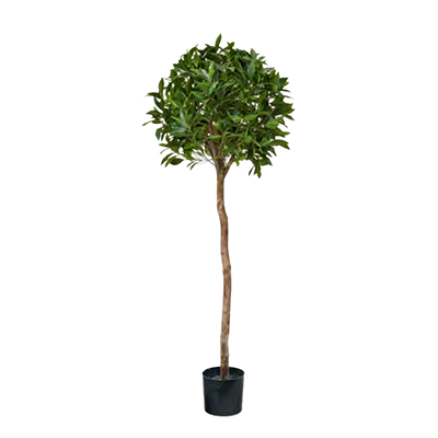 Bay Tree by Europlanters