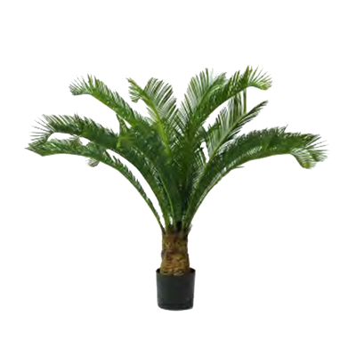 Cycas Palm by Europlanters