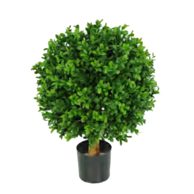 Buxus Ball by Europlanters