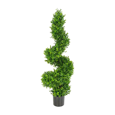 Buxus Spiral by Europlanters